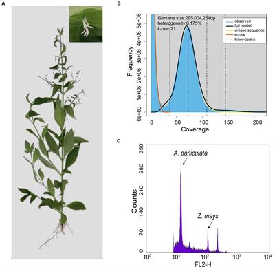 Chromosome Level Genome Assembly of Andrographis paniculata